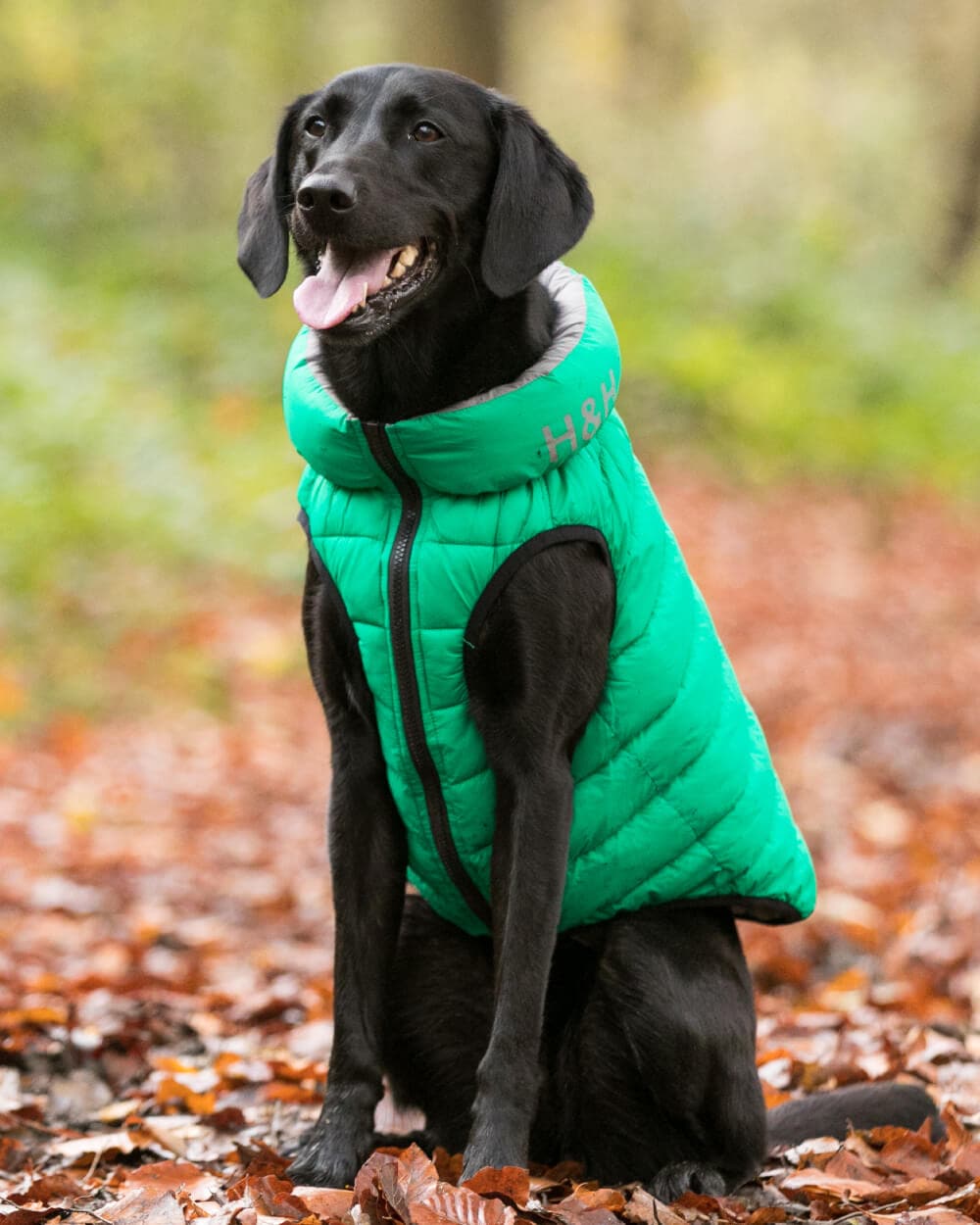 Reversible Dog Puffer Jacket - Dark Green and Gray