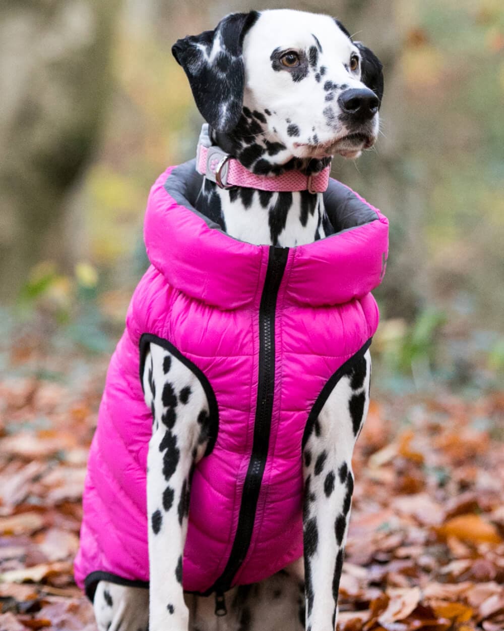 Reversible Dog Puffer Jacket - Pink and Grey